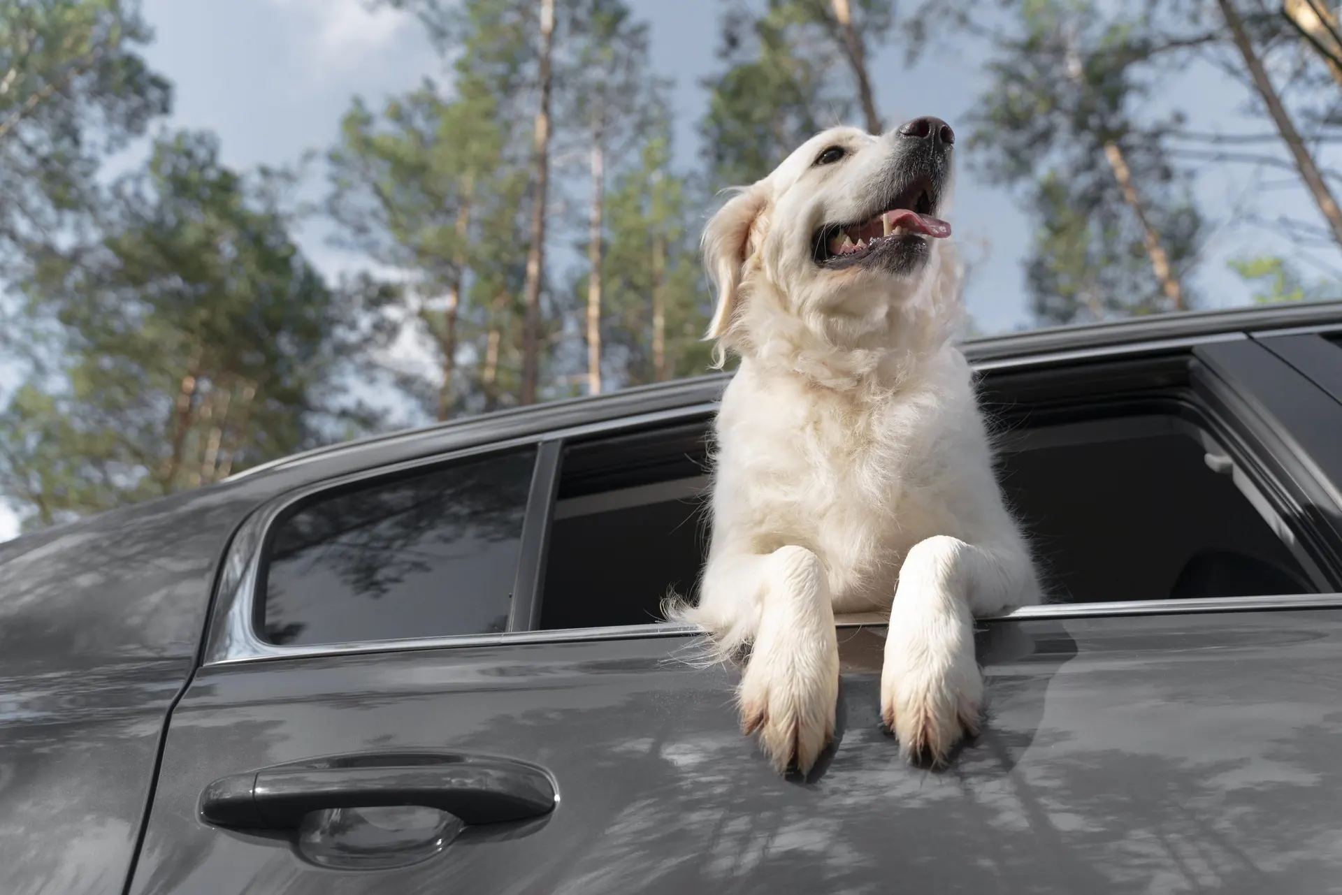 A golden retriever resting its paws on a car door, looking out over the roofline