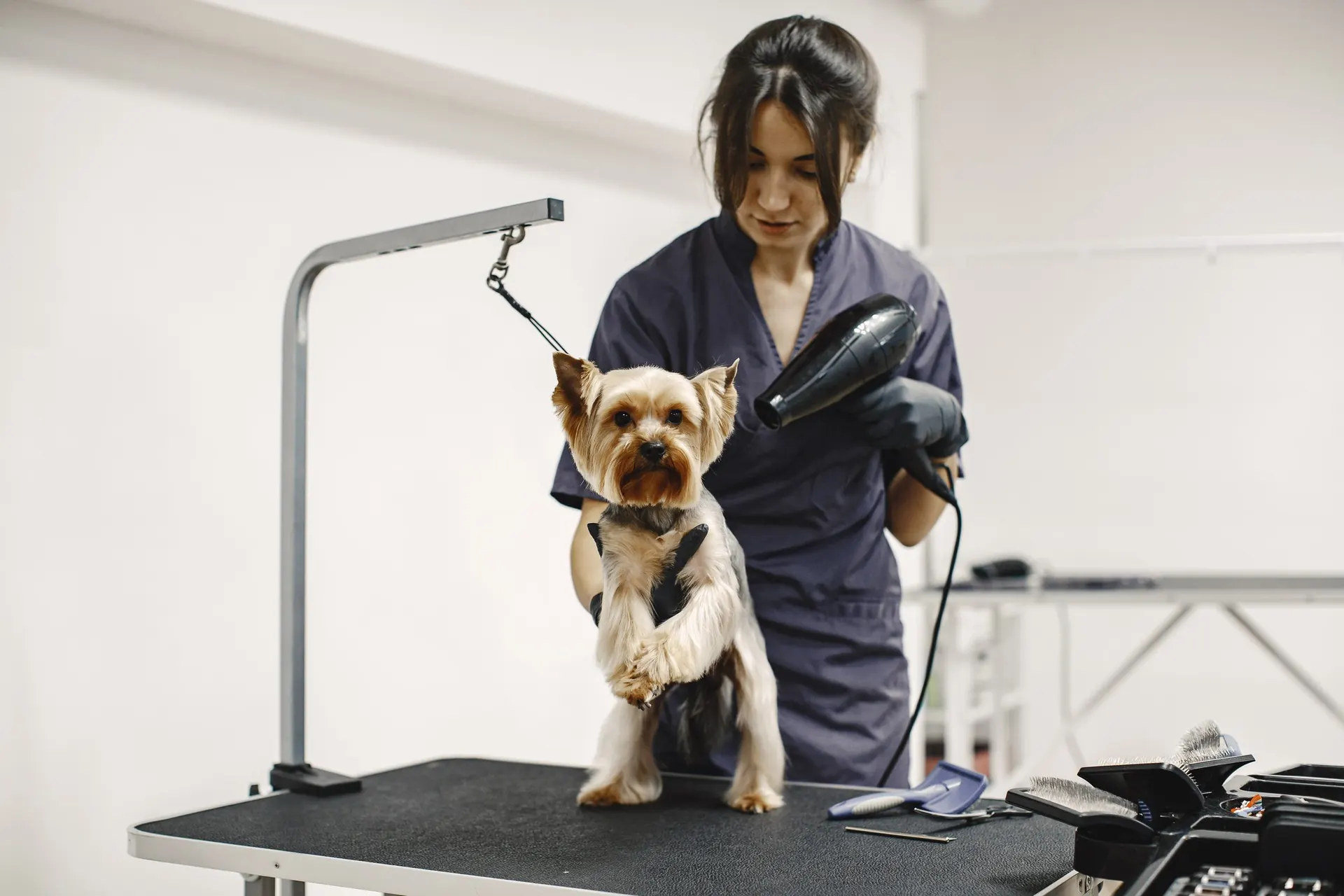 A groomer blow-drying a small terrier on a salon table