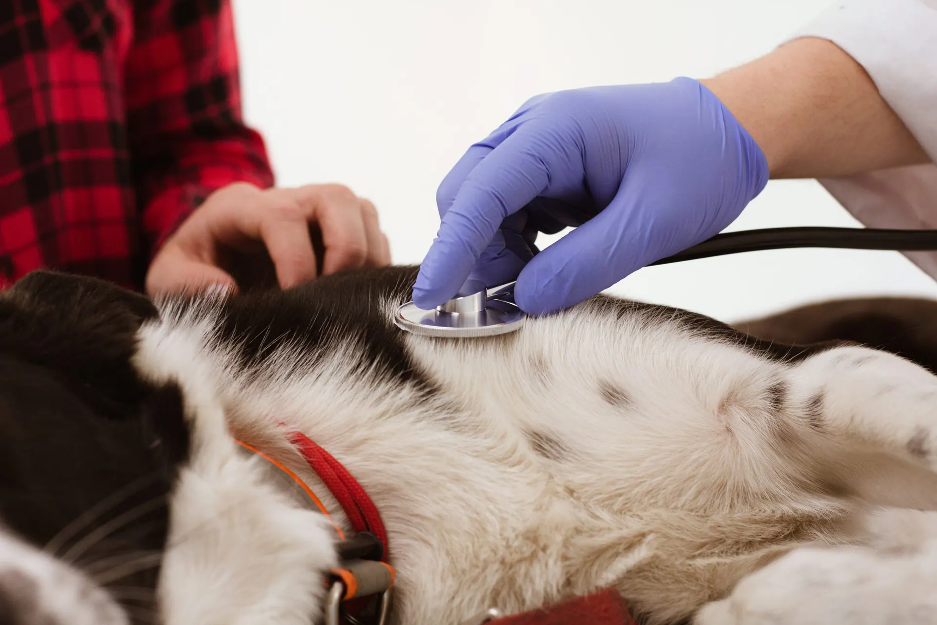 A veterinarian listening to a dog's chest with a stethoscope during an examination